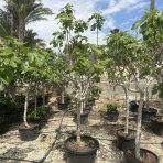 Figovník obyčajný (Ficus carica) ´BROWN TURKEY´ - výška 180-200 cm, obvod kmeňa 18/20 cm (-20°C)